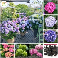 [Fast Germination] Mix Color Hydrangea Flower Seeds (50pcs/bag, Seeds for Planting) Flowering All Seasons Bonsai Flower Seed Malaysia Hydrangea Live Plant Pokok Bunga Hidup Indoor Potted Plants Outdoor Real Air Plant Garden Decoration Biji Benih Bunga