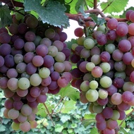 Grape Seed Potted Fruit Tree Vegetable Grape Seed Fruit Grape Seed Jacquard Flower Seed Seed Seed