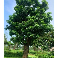 The autumn maple tree, dried poinciana tree