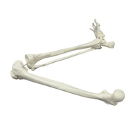 Adult Size Lower Limb Model Skeleton Anatomy Leg Bone with Hip Femur Foot Medical Teaching Tool