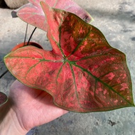 GPS Green Plant Society live plant Caladium Super Red (NEWEST)