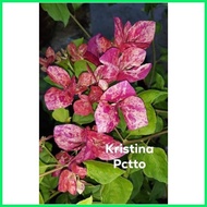◎ ◿ SALE!! RARE ROOTED BOUGAINVILLEA