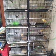 Burung Kenari AF jantan paud