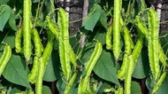 SIGARILYAS SEED`S A FOOTLONG VARIETY (WINGED BEANS)