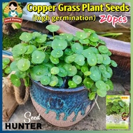 Fresh Copper Money Grass Plant Seeds for Planting & Gardening (20 Seed) Bonsai Copper Grass Pilea Se