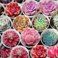🌺【Fresh seed】BUY 1 GET 1 FREE Succulent Seeds And LitHop/Mixed Succulent Seeds Lithops Seeds Seeds-Ready Stock