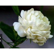 POKOK MELUR ROSE SUSUN/GRAND DUKE OF TUSCANY/ SAIZ 1 KAKI LEBIH POKOK SIHAT