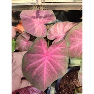 keladi thai/caladium thailand hybrid termurah