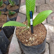 tanaman philodendron linet