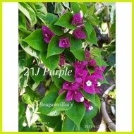 ● ❃ SALE!!!  RARE BOUGAINVILLEA CUTTINGS ONLY!