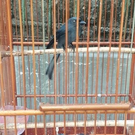 burung srigunting muda mata putih