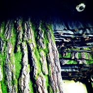Moss wood panel 50x100cm, interior home decoration, moss wall making, tree stump cladding, miniature