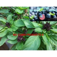 Biji benih Basil Thai