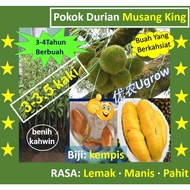 Anak Pokok Durian Musang King 3-3½ Kaki Raja Kunyit (D197) benih kahwin**.猫山王 榴莲苗（WEST MALAYSIA ONLY）