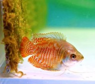【成崧水族】電光麗麗魚 麗麗魚 電光麗麗 迷腮類