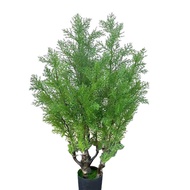 Simulation Plant Potted Cypress Green Plant Christmas Leaf Beauty Pine Potted Small Cypress Arhat Pi