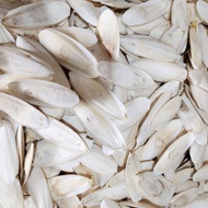 10pcs size 8-9cm Dried White Cuttlefish Bone Pure Natural Squid Shell Cuttlefish Bone