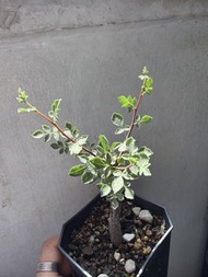 commiphora sp pinnate leaves索馬里羽葉沒藥，塊根植物，多肉植物