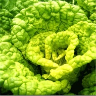 Gold Full Land Yellow Core Black Black Cabbage Seeds Farmland Cold-Resistant Vegetables High-Yield Fiber Less Chrysanthe