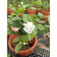 Jasmine plant, 7-8inch pot, Ht 300-350mm