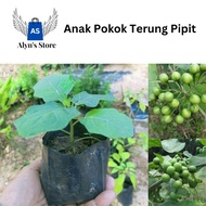 Anak Pokok Terung PIpit