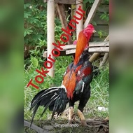 Dijual Telur Ayam Pakhoy Indukan Import Jantan Import Terlaris