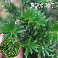 Seeds【开花超好看.易养】新采罗汉松种子小叶大叶罗汉松种籽雀舌兰屿红芽珍珠罗汉松种子
