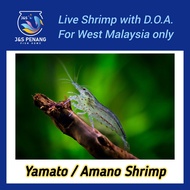 Yamato / Amano Shrimp (Algae Eater) - J&S Live Shrimp with D.O.A.