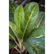 Aglaonema Nitidum x Commutatum Tricolor三色粗肋草 (P210) - Real Plant