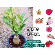 (AA 1) ADENIUM THAILAND (RANDOM PICK)  REAL LIVE PLANT WITH TAG WITHOUT SOIL &amp; POT, BUNGA KEMBOJA 富贵花