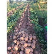 500 grams of sweet round jicama seeds