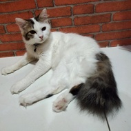 Lepas Adopsi Kucing Persia Putih Murah Cakep 