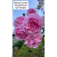 Ownroot Rose Id Bishop’s Castle (pic 14Apr26)