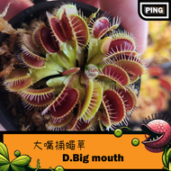 ★PING樂園★ 食蟲植物 [捕蠅草]  大嘴 <Big Mouth>