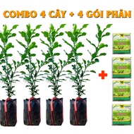 Combo 4 Cây Chúc (Chanh Thái) Giống Khỏe 40cm – Tặng 4 Gói Phân Đầu Trâu HAPPY_STORE - Xương rồng sh