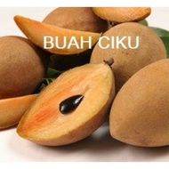 1KG BUAH CIKU | CIKU FRUIT