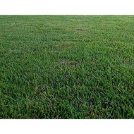 seeds  Zenith Zoysia Grass Seeds/Lawngrass  Seeds   For your lawn,