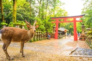 省最大超值四都京阪神奈│奈良東大寺.梅花鹿公園.嵐山渡月橋.開運達摩勝尾寺.有馬溫泉散策.日本環球影城六日