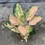 Aglaonema suksom white induk realpic #aglonema #suksomwhite