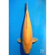 Karashi Marudo 60 Bu Female Ikan Koi Import Sq Sertifikat Breeder