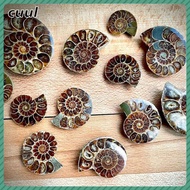 in stock Specimen Intricate Authentic Unearthed Ammonite Slice Collector's Item Fascinating Ammonite