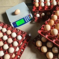 Fertil Telur Tetas/Fertil Ayam Merawang Ori Jumbo Terlaris