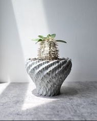 惠比壽大黑 4.5cm闊 多肉塊根龍舌蘭植物