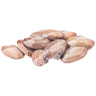 หอยลายใหญ่ 50-80ตัว/กก. กก.ละ