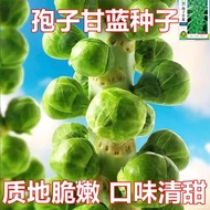 Spore Kale Seeds Spore Cabbage Seeds Cabbage Seeds Vegetable Seeds Purple Seeds Hold Small Cabbage C
