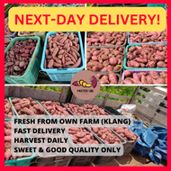 [NEXT DAY DELIVERY] 10kg Japanese Sweet Potato l Ubi Keledek Madu 🍠 日本番薯红薯 Japanese Indonesia Sweet 