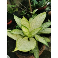 Uprooted Varieties of Aglaonema