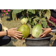 ( PRO+++ ) โปรแน่น.. ต้นมะเขือเปราะยักษ์ มะเขือยักษ์ (Giant Eggplant) จัดส่งพร้อมกระถาง 10 นิ้ว ลำต้