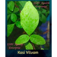 LIVE PLANT-KASI VILVAM/காசி வில்வ