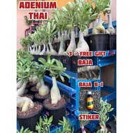 Adenium thai real live plant (pokok bunga kemboja)